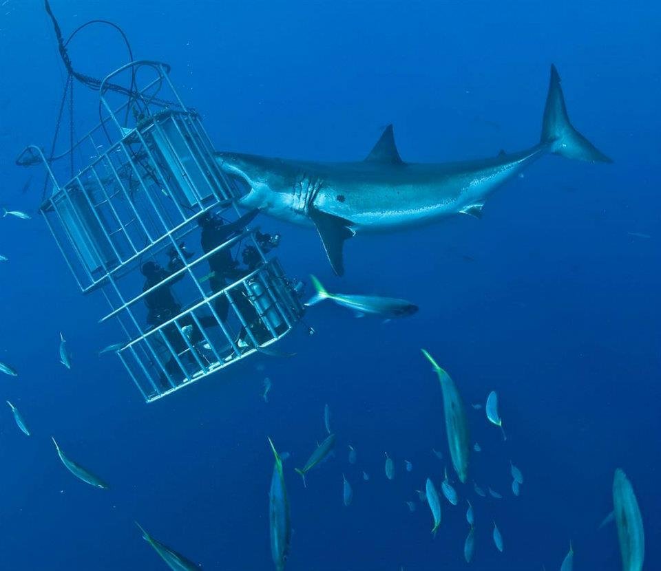 John Ayres' album, Isla Guadalupe