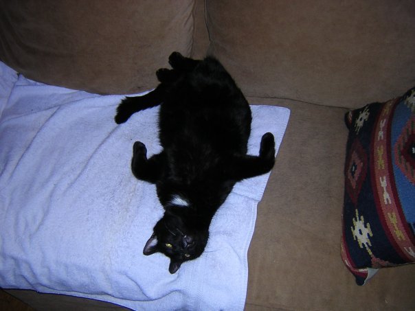 Michael Segle's album, New Year Cats