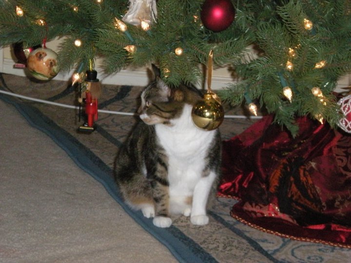 Kristy Schumacher's album, my furry friends
