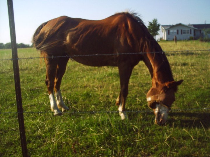 James Howe's album, horses