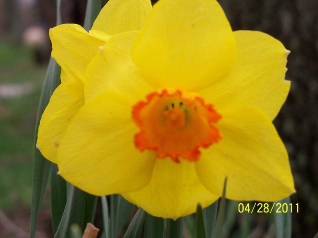 Ellen Curtis' album, Gardening