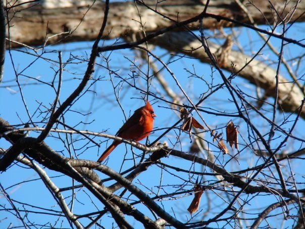 Debbie Barrett's album, MyBackYard
