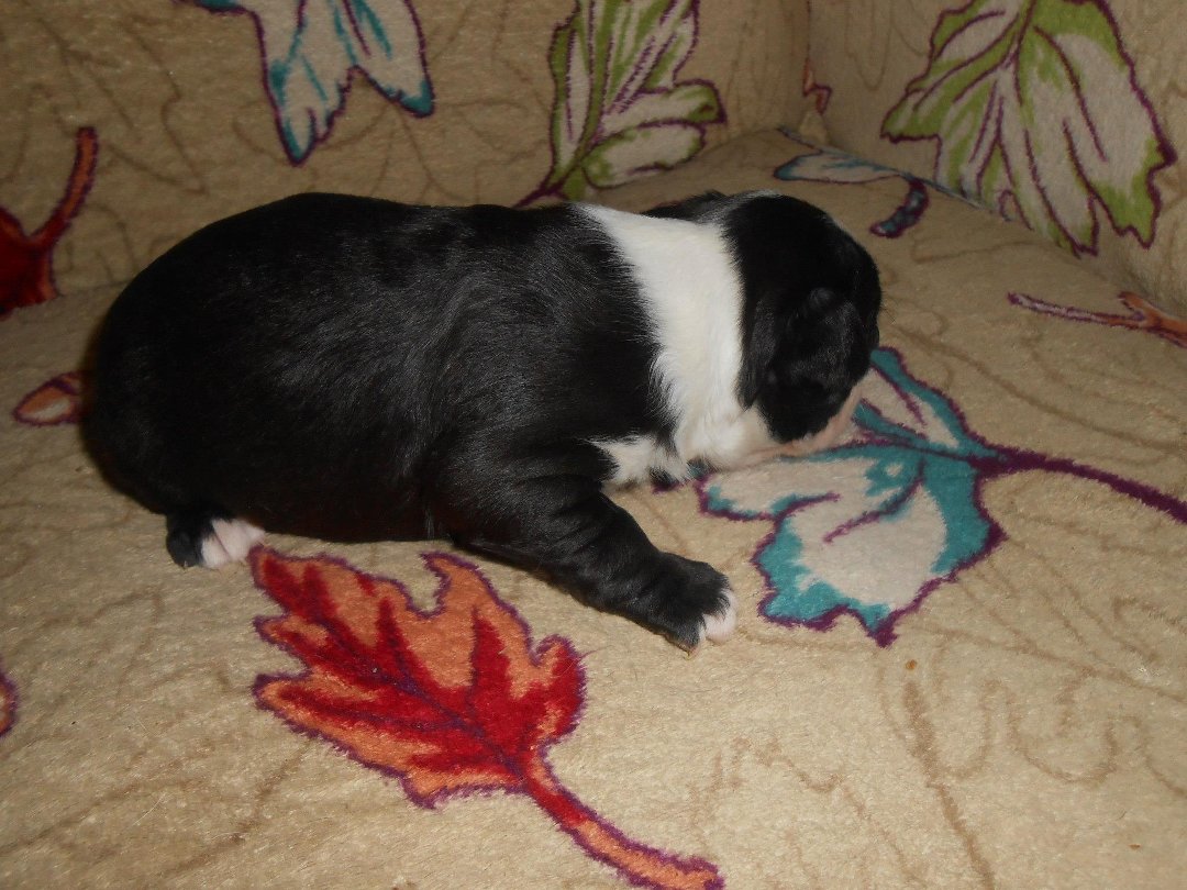 Denise Clark's album, New Babies