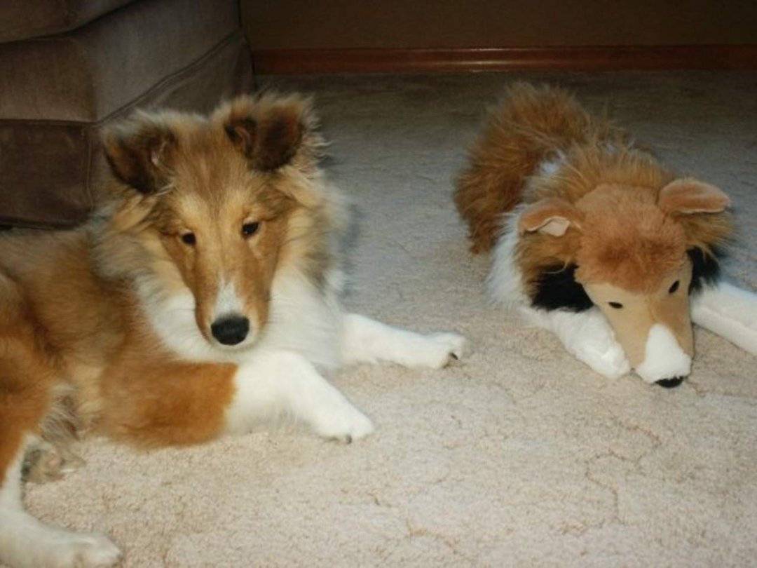 Cathy Sinclair's album, Introducing...... Brody!