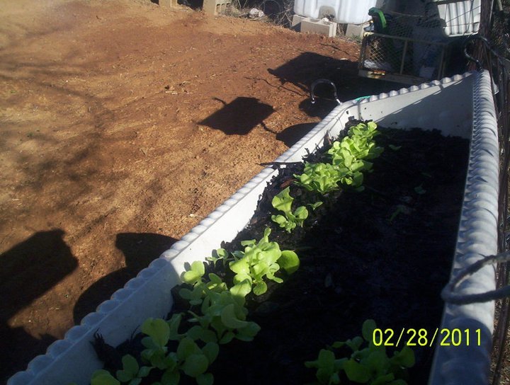 Sandy Shodeen's album, Garden Party for 2011 (Feb-Mar)