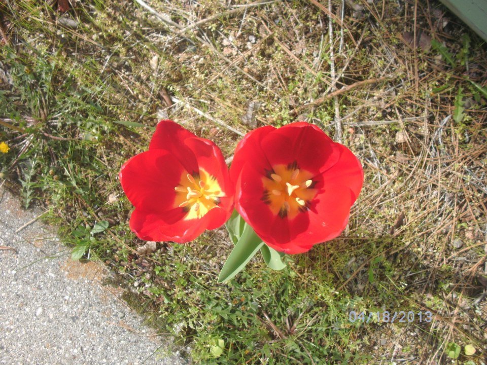 Rose Howell's album, The only two flowers that have fully bloomed in my yard !
