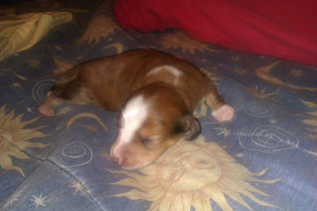 Trisha Self's album, Mini Dachshund puppies