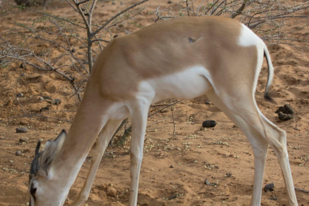 Don Walker's album, Cheetah Refuge