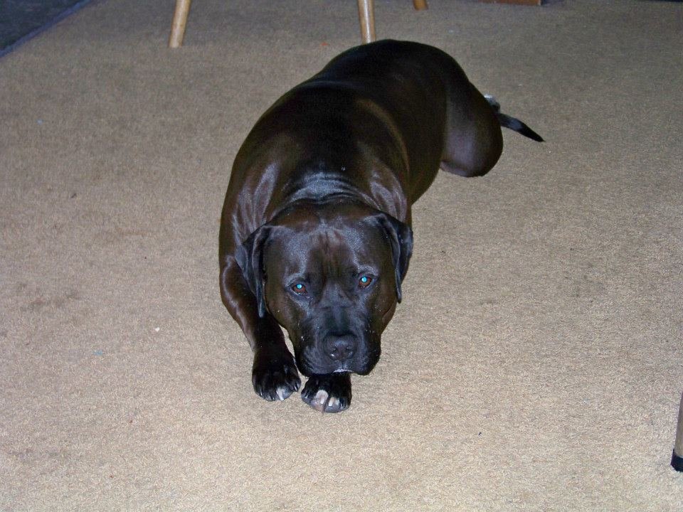 Gary Dotson's album, My boy Diesel