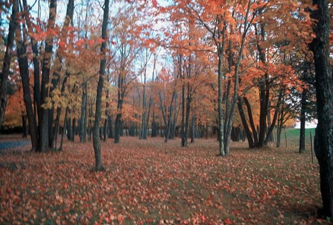 Lance Tripoli's album, 2003-2004 Minnesota adventures