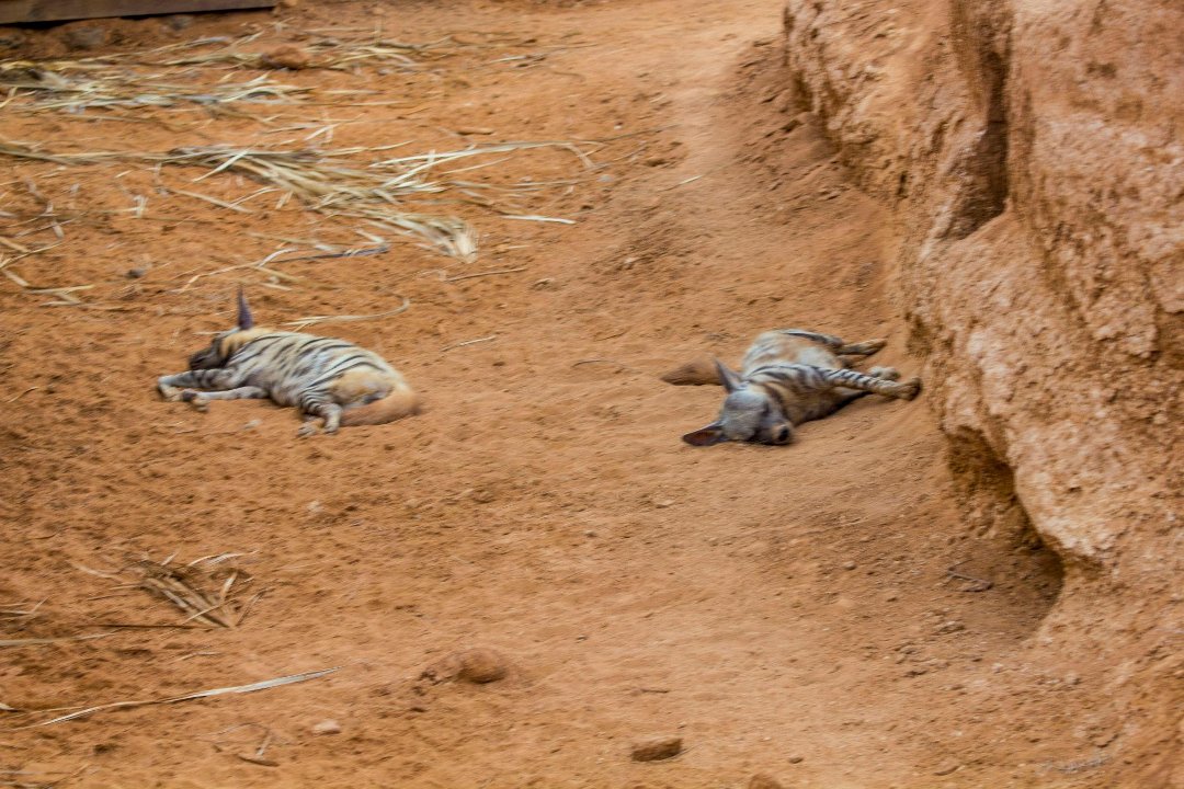 Don Walker's album, Cheetah Refuge