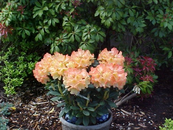 Barbara Kent's album, Yard Pictures
