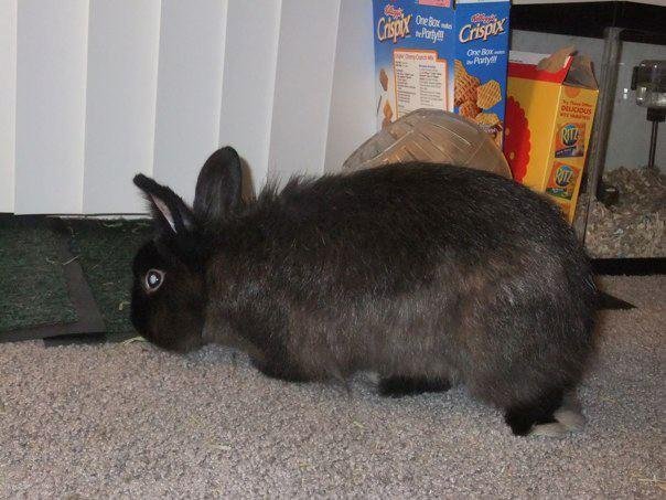 Lisa Risvold's album, Gus