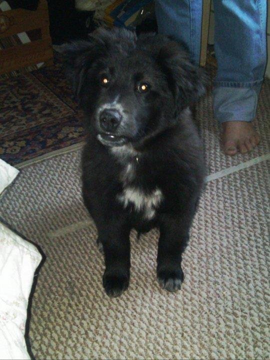 Dennis Davis' album, April 18, 2011 New Puppy