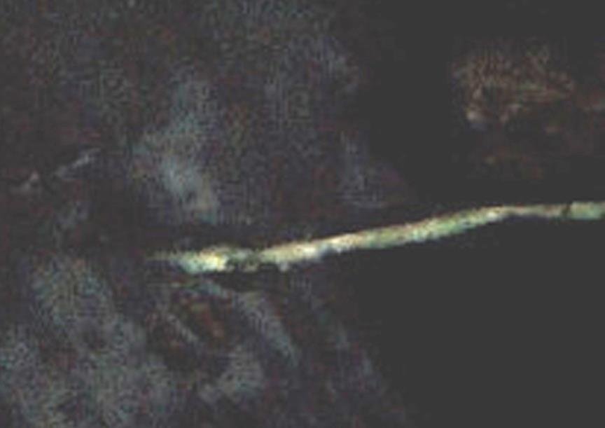 Michael Phillips' album, Julie Justus UFO Photo