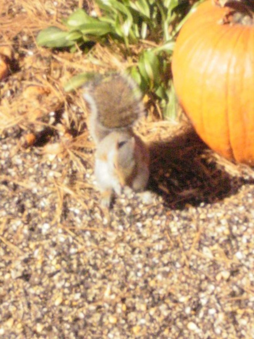 Deb Oman's album, squirrels