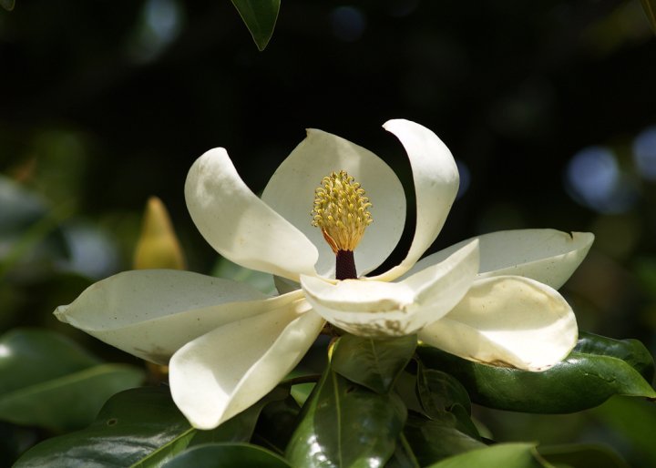 Robert Chapman's album, Spring Flowers
