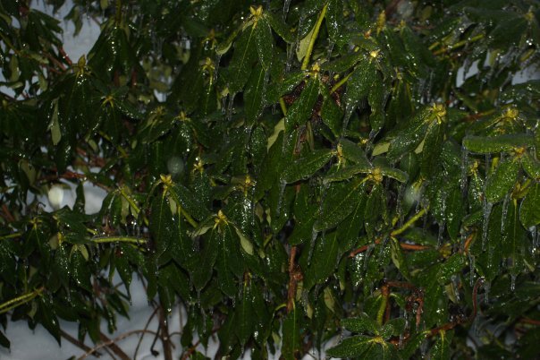 James Wicker's album, Christmas Ice Storm 2009