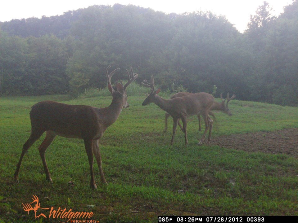 Todd Brouillard's album, Deer Camera