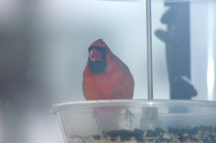 Henry Rokosz's album, January 8, 2011 Looking Out the Den Window