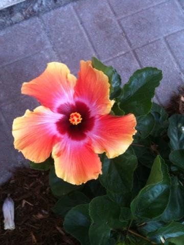Cindy Johnson's album, iOS Photos