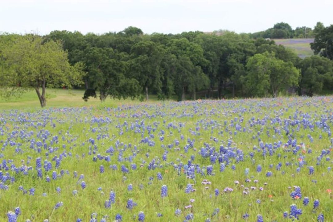 Michelle Virgin's album, Bluebonnets 2013