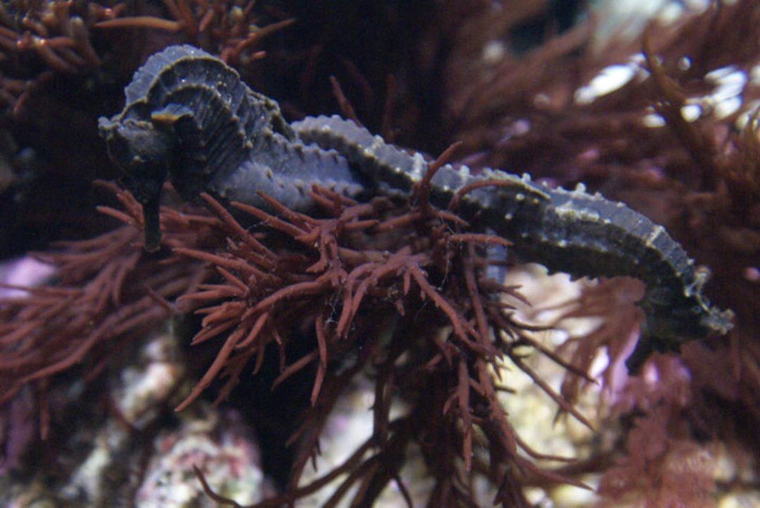 Mike Morris' album, Monterey Bay Aquarium