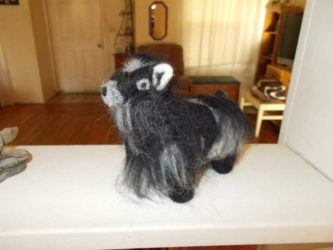 Lynn Sullivan's album, Wool Pygmy Goat