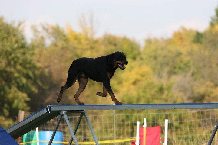 Heather Cotterman's album, In Memory of Woody "Buckeye's Bounding Glory