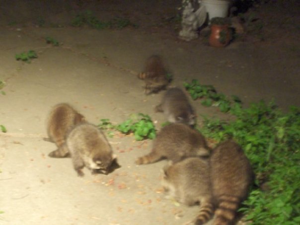 Darlene Dipzinski's album, Raccoons