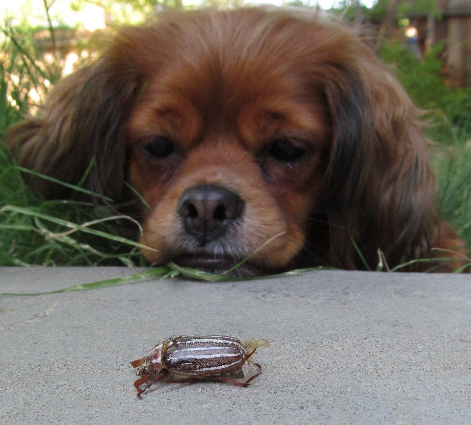 Cheryl Raab's album, Cover Photos