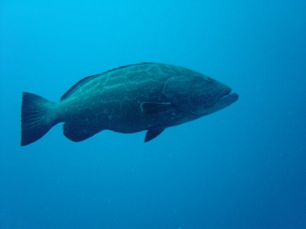 Michael Cochran's album, Underwater Cozumel