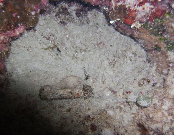 Tim Barker's album, Cozumel 4