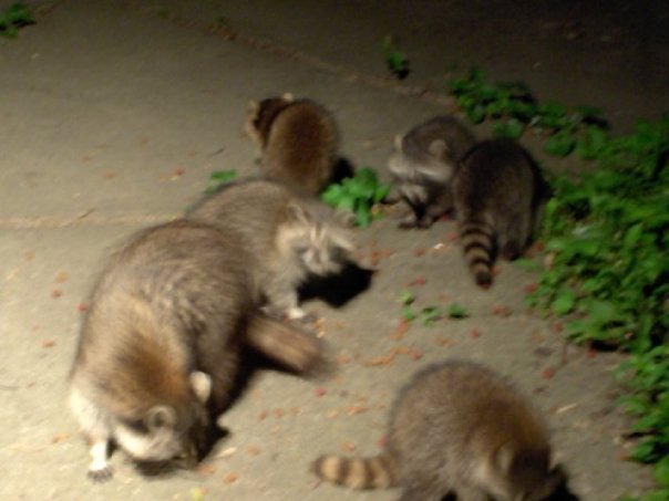 Darlene Dipzinski's album, Raccoons