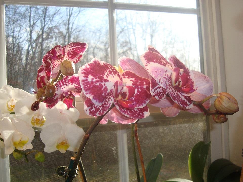 Marshall Chase's album, Cheryl's Kitchen Window Orchids