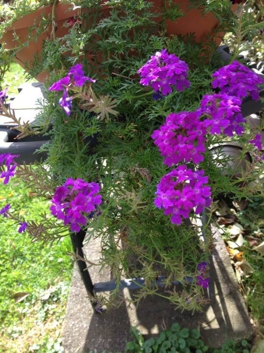 Carol Weiher's album, iOS Photos