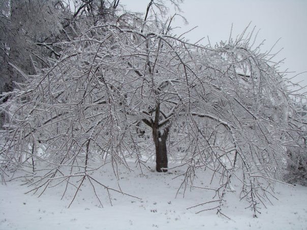 Debbie Barrett's album, MyBackYard