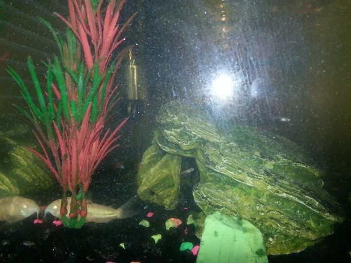 David Hemphill's album, Baby Fish