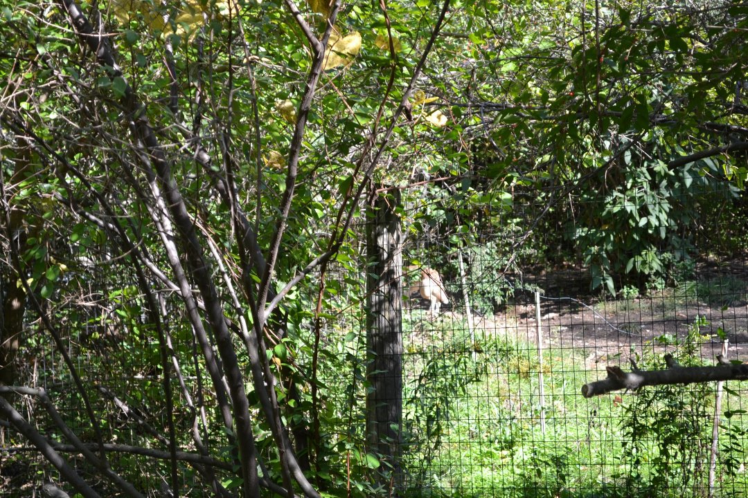 Chris Ames' album, Boys day at Zoo 2012