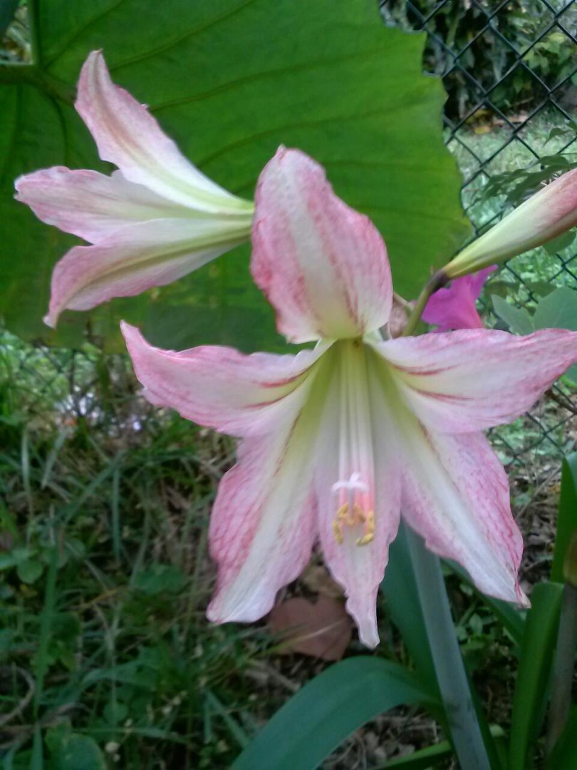 Michael Williamson's album, Mobile Uploads