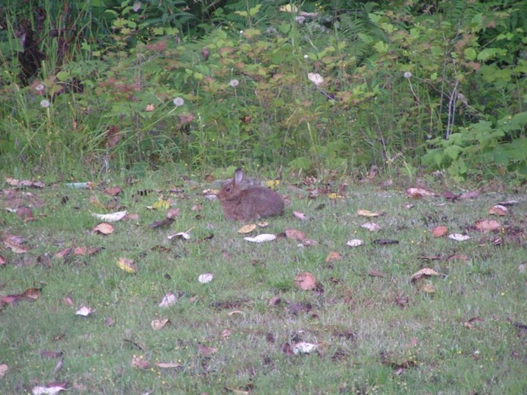 Sharon Worthington's album, critters in our backyard