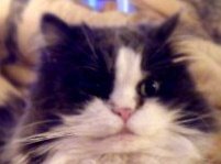 Janet Beard's album, Profile Pictures