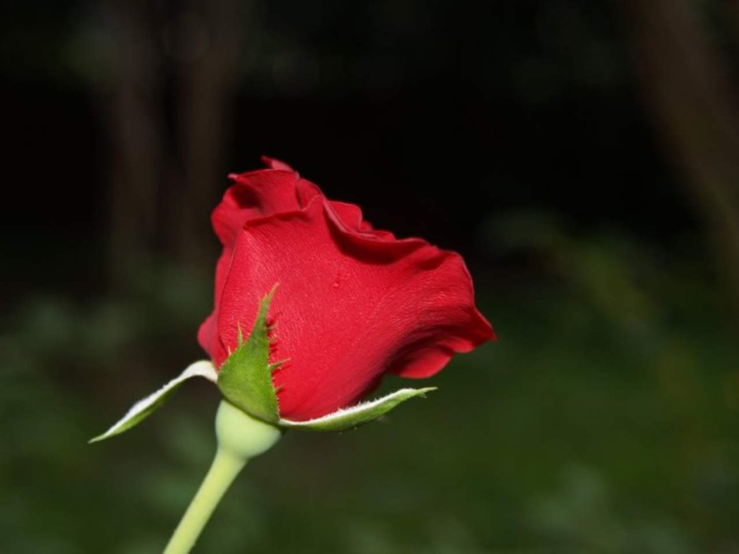 Tex Hayes' album, Roses and such