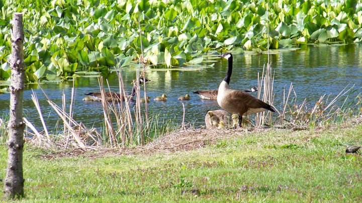 John Chobrda's album, Delaware