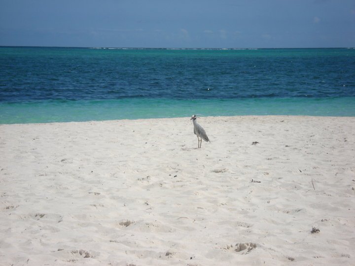 Lee Narwold's album, Turks & Caicos 2010