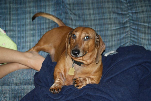 Jim Holmes' album, My Dogs