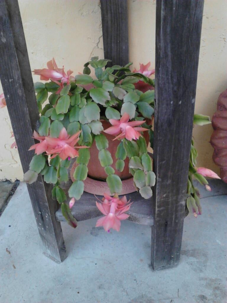 Debra Poje-Dornoff's album, Mobile Uploads