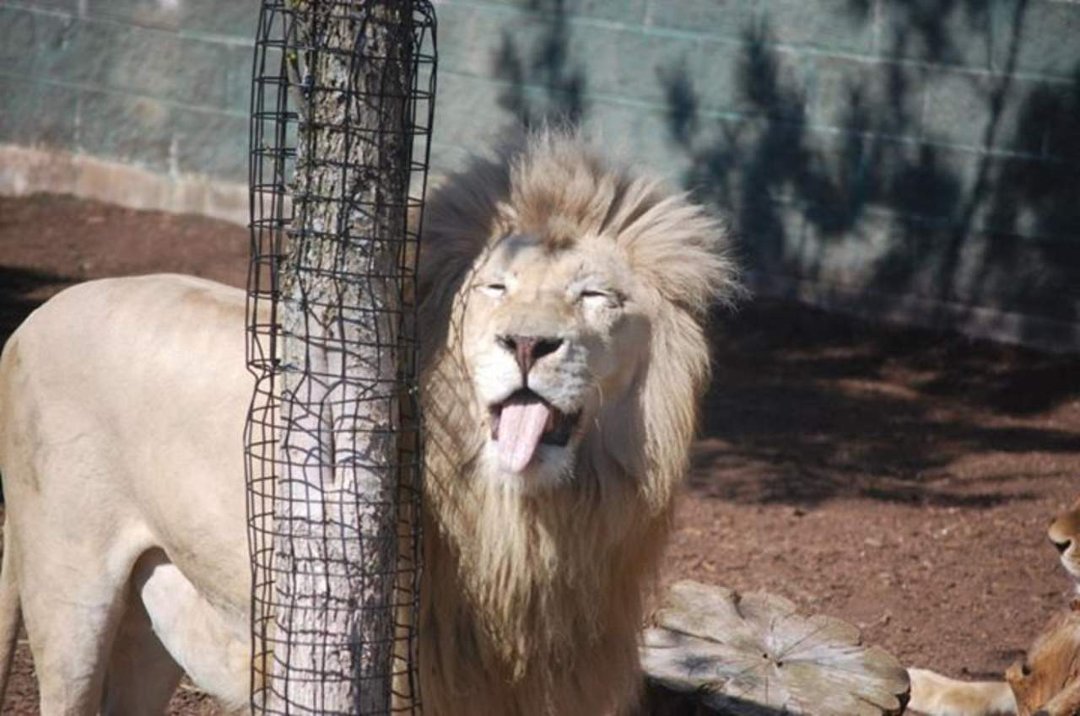 Chris Dix's album, Capron Park Zoo