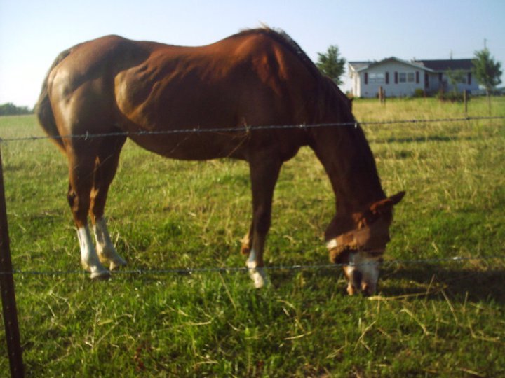 James Howe's album, horses