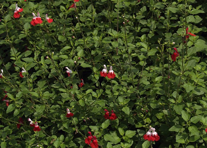Robert Chapman's album, Spring Flowers